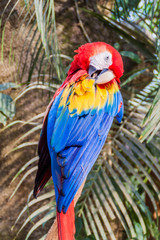 Scarlet macaw (Ara macao), national bird of Hinduras, in Copan Ruinas, Honduras