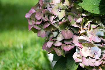 Pink Hydrangea in Garden