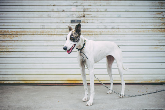 Greyhound