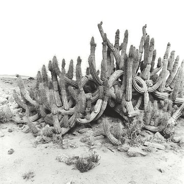 Black and white medium square format film image of old cactus in the desert of Chile