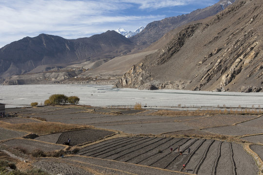 Villagers in Kagbeni working in the fields at the start of the winter.