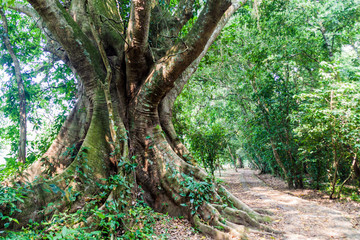 Huge tree in a forest of eco-archaeological park Los Naranjos, Honduras
