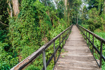 Boardwalk in eco-archaeological park Los Naranjos, Honduras