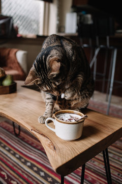 Cocoa Kitty