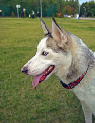young dog furry husky with pale turquoise eyes for a walk in the city Park
