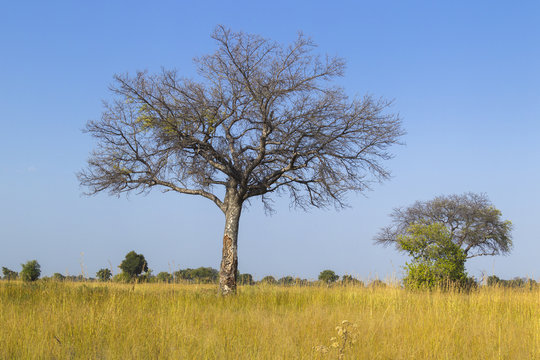 Landscape in the Okavango Delta, Botswana, Africa