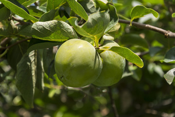 Kakis sin madurar.
Rama con dos frutos llamados kakis que hasta el invierno no madurarán.
