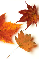 Rötliche Blätter im Herbst