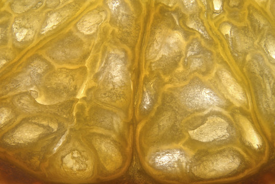 closeup macrophotograph of an tangerine slice
