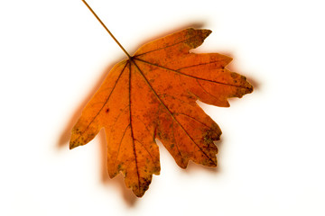 Ahornblatt im Herbst