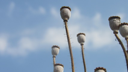 background poppy seed heads dry sticks with blue sky white clouds beautiful garden antique style photography