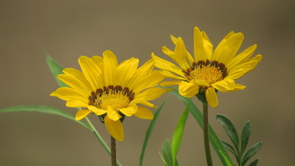 yellow gazenia flower beautiful green leaves with grey background garden