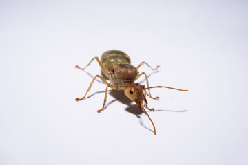 the isolated picture of  weaver ant queen.