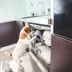 Dog licking dishes in the dishwasher