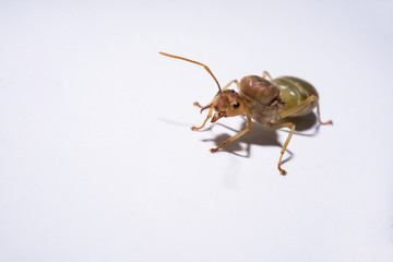 the isolated picture of  weaver ant queen.