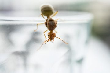 Weaver ant queen on glass.
