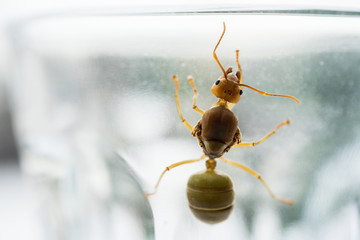 Weaver ant queen on glass.