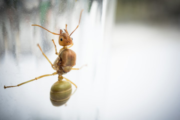 Weaver ant queen on glass.