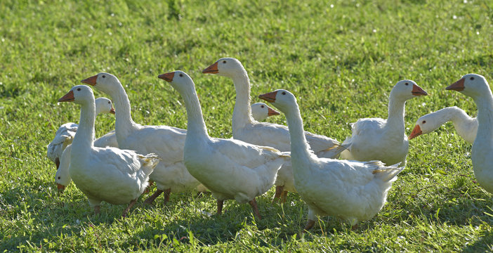 G&auml;nse