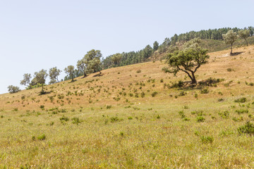Fototapeta premium Sobreiro tree with shadow in a portuguese farm