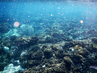 Obraz na płótnie Canvas Under the Sea Bali