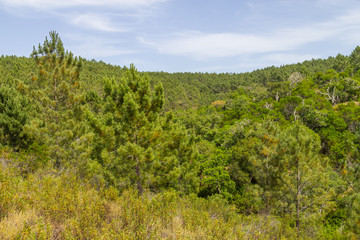 Fototapeta na wymiar Pine forest and vegetation
