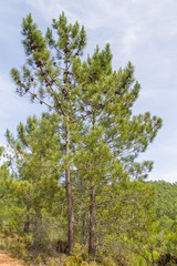 Obraz premium Pine forest and vegetation