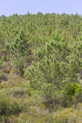 Fototapeta premium Pine forest and vegetation