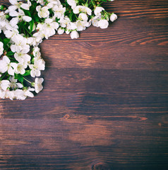 flowering branch of a cherry tree with white flowers