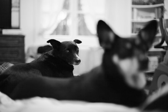 Dog laying on bed behind another dog and looking straight at the camera, black and white