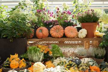 The festival of flowers, harvest and art "Colors of Autumn" will be held in the Botanical Garden of the Moscow State University "Aptekarsky Garden" from 9 September to 15 October 2017. Russia Moscow.