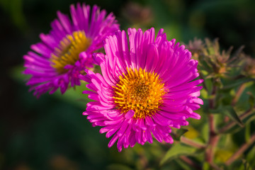 Obraz premium aster du jardin