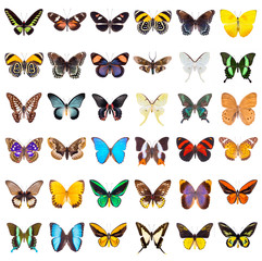 Set van mooie en kleurrijke vlinders geïsoleerd op wit.