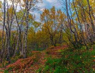 Autumn landscape.Bright and colorful autumn forest