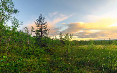 Beautiful Northern nature at sunset in summer