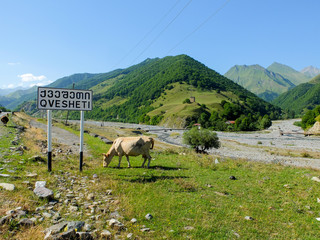 Fototapeta premium Cow in the Mountains - Caucasus (Georgia)