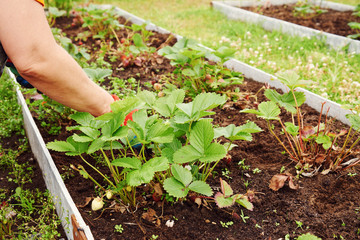 Woman handling strawberry on kitchen-garden bed.