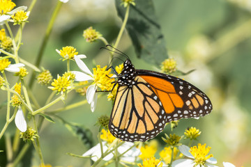 La mariposa monarca está saboreando las flores amarillas.