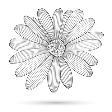 Abstract floral background. Vector flower daisy. Element for design.