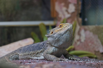 Bearded Agama - (Latin Pogona vitticeps)