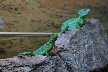 Basiliski, or basilisk (Latin Basiliscus) - a genus of lizards from the family Corytophanidae.