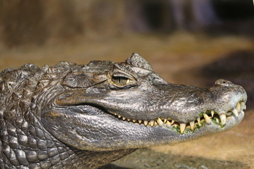 Predatory smile of the crocodile