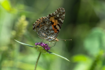 La mariposa está parada en la flor.