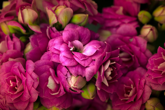 Tea Roses