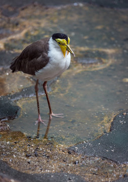 Lapwing in puddle