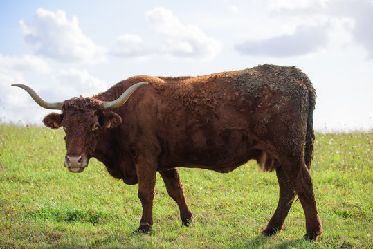 vache de salers aurillac vitrac cantal