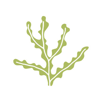 seaweed isolated vector icon
