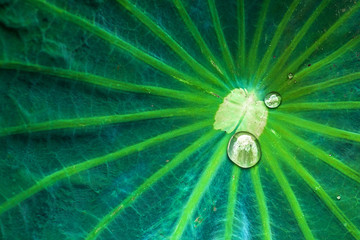 Rain drops on lotus leaf