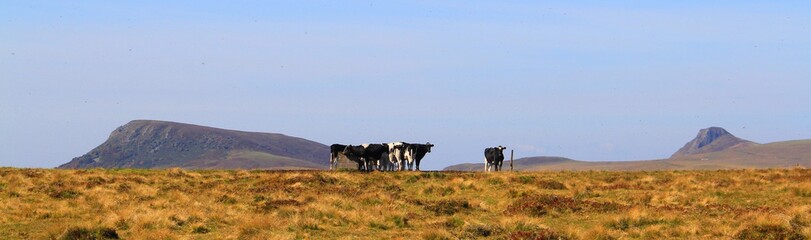 troupeau de vache à l'horizon devant la banne d'Ordanche et le puy Gros