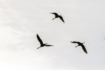 Silhouetted Sandhill Cranes Flying South